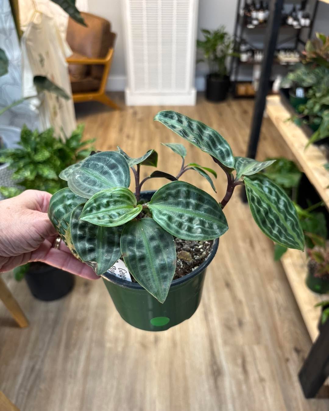 Kettle Creek - plants and displays