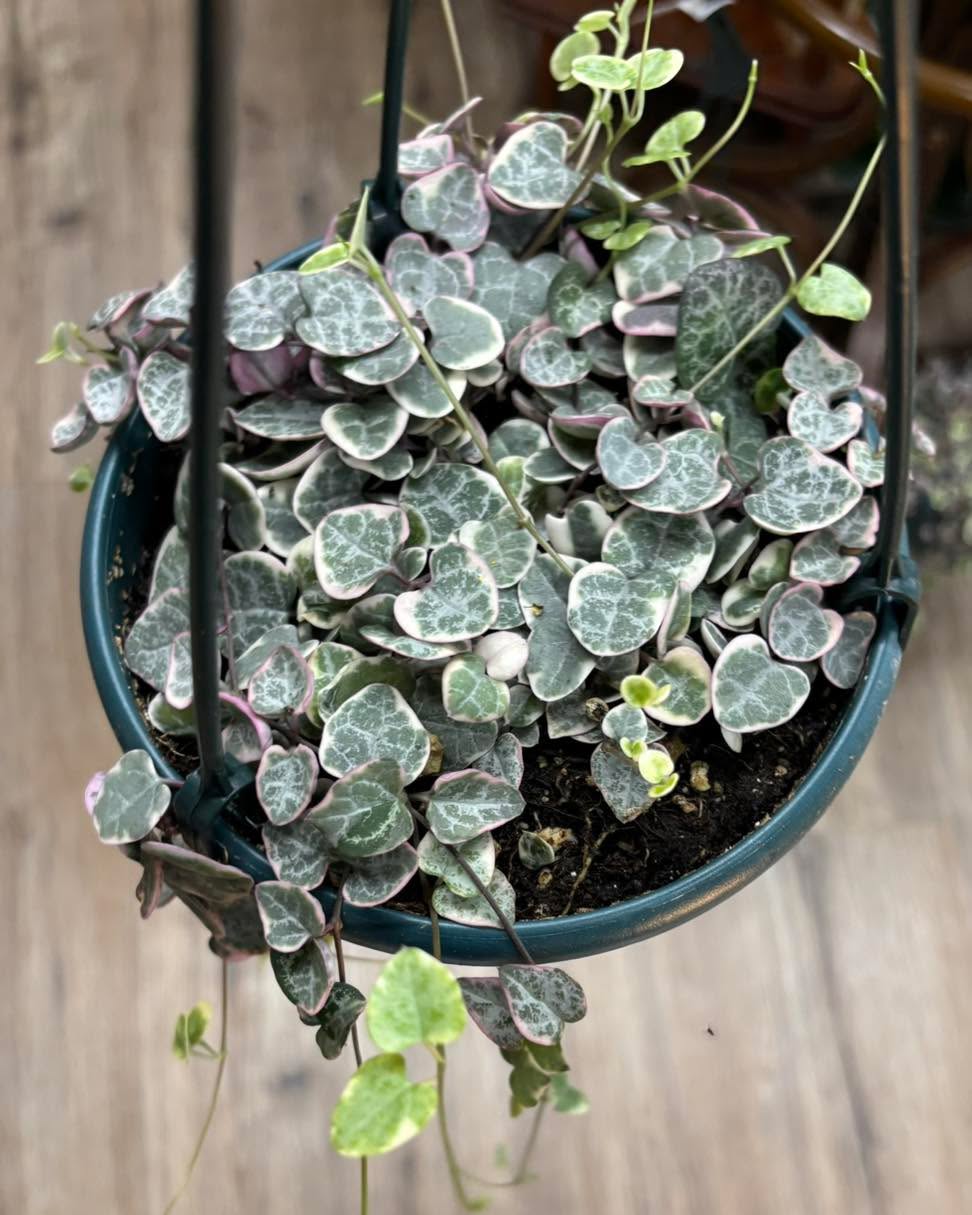 Kettle Creek Gardens & Gifts - Garden center and plants